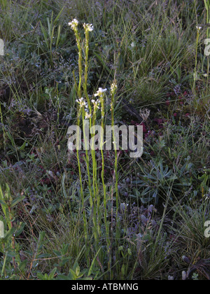 behaarte Rock-Kresse (Arabis Hirsuta), blühen Stockfoto