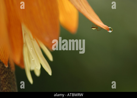 Weaver, Geld Spinne (Linyphia spec.), am Blatt Stockfoto