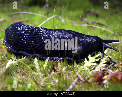 große schwarze Nacktschnecke, größere schwarze Nacktschnecke, schwarze Arion, schwarze Schnecke (Schottland) (Arion Ater), auf Moos Stockfoto