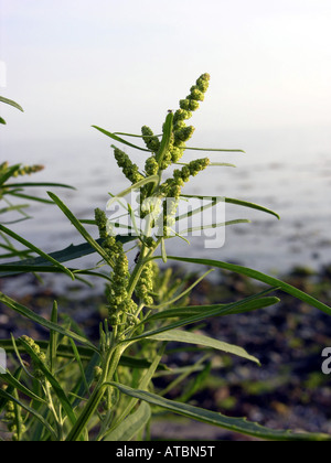 Grass-leaved Gartenmelde (Atriplex Littoralis), blühen Stockfoto