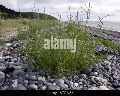 Grass-leaved Gartenmelde (Atriplex Littoralis), einzelne Pflanze am Strand Stockfoto