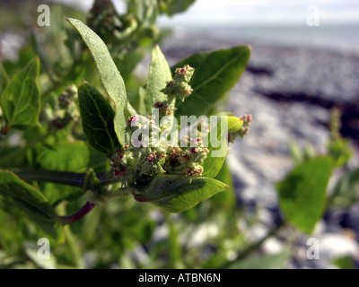 spießförmigen Basallappen, Speer-leaved Basallappen, schleichende Saltbush (Atriplex Prostrata), Blüten Stockfoto