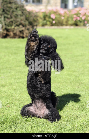 Zwergpudel (Canis Lupus F. Familiaris), schwarze Individuum in einer Wiese kriechen Stockfoto
