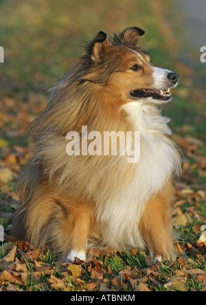 Shetland Sheepdog (Canis Lupus F. Familiaris), sitzen in der Wiese im Herbst Stockfoto