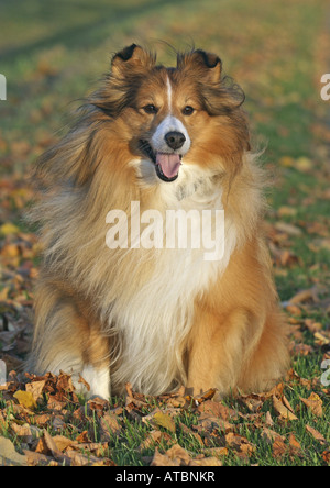 Shetland Sheepdog (Canis Lupus F. Familiaris), sitzen in der Wiese im Herbst Stockfoto