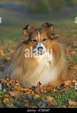 Shetland Sheepdog (Canis Lupus F. Familiaris), liegen in der Wiese im Herbst Stockfoto