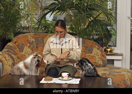 Australian Shepherd (Canis Lupus F. Familiaris), Frau sitzt auf der Couch im Wohnzimmer und Eakting Kuchen, ihren beiden Hunden betteln Stockfoto