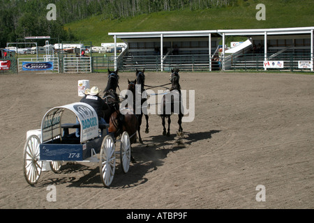 CHUCK WAGONS; Rodeo, Alberta, Kanada, Chuck Wagon racing, Stockfoto