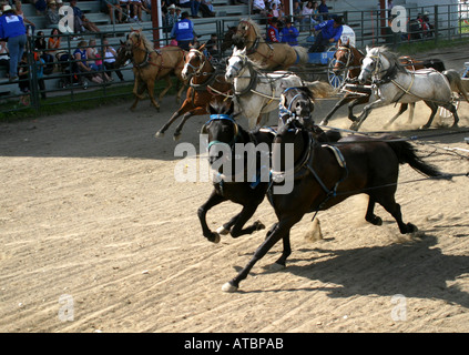 CHUCK WAGONS; Rodeo, Alberta, Kanada, Chuck Wagon racing, Stockfoto