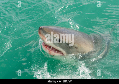 Juvenile weiße Hai zeigt ihre Zähne in Shark Alley, in der Nähe von Gaansbaai, Südafrika Stockfoto