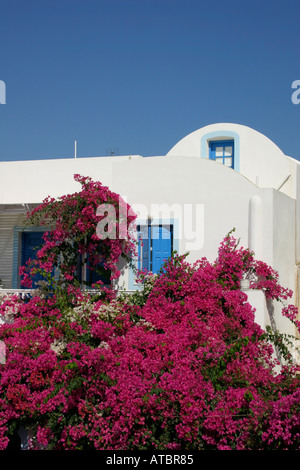 Traditionelle Blumen und griechisches Haus im Dorf Oia, Santorini. Stockfoto