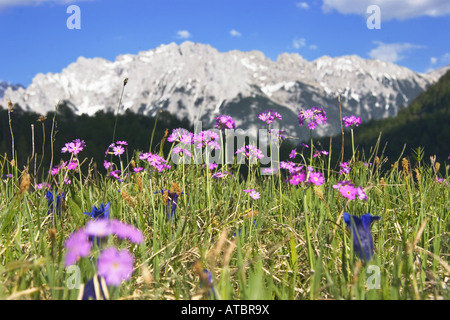 aus der Vogelperspektive Primel (Primula Farinosa), in Bergwiese, Oberbayern, Oberbayern, Bayern, Deutschland Stockfoto