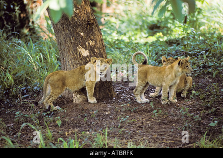 Asiatische Löwe (Panthera Leo Persica), Cubs, Indien Stockfoto