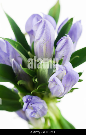 Eustoma Stockfoto