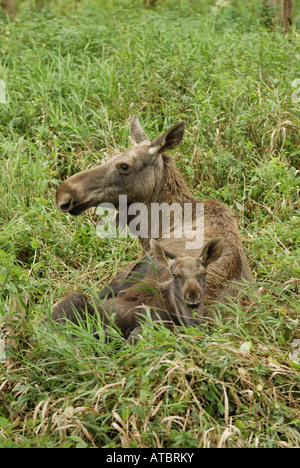 Elch, Europäischen Elch (Alces Alces Alces), Kuh mit Kalb Stockfoto
