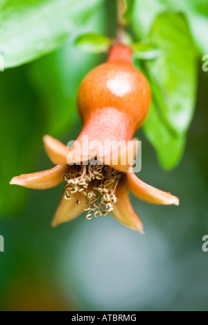Granatapfel-Blume drehen in Obst Stockfoto
