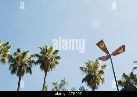Palmen und Straße Licht, niedrigen Winkel anzeigen Stockfoto