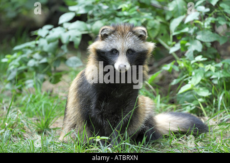 Marderhund (Nyctereutes Procyonoides), sitzen, Deutschland Stockfoto