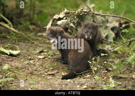 Europäischer Nerz (Mustela Lutreola), zwei Personen, Deutschland, Sachsen Stockfoto