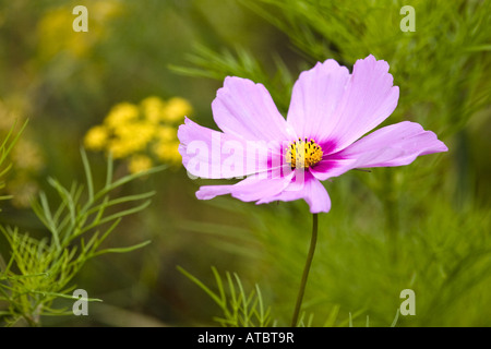 Garten Kosmos, mexikanische Aster (Cosmos Bipinnatus), einzelne Blume, Irland, Clarens, The Burren Perfumery Stockfoto