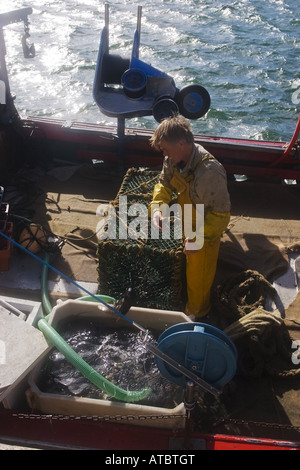 Krabben Sie-Fischer, Irland, Clarens, Carrigaholt