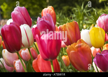 gemeinsamer Garten-Tulpe (Tulipa spec.), Blumen von verschiedenen Sorten, Niederlande, Norden der Niederlande Stockfoto