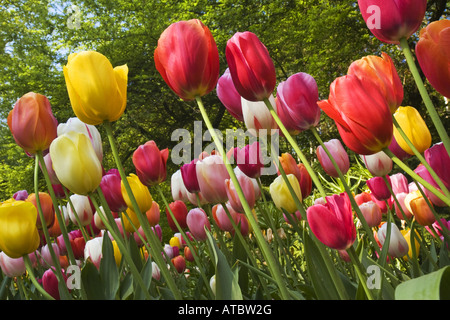 gemeinsamer Garten-Tulpe (Tulipa spec.), Blumen von verschiedenen Sorten, Niederlande, Norden der Niederlande Stockfoto