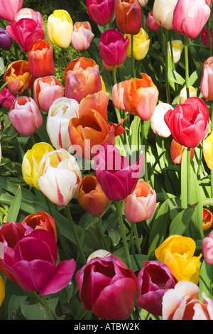 gemeinsamer Garten-Tulpe (Tulipa spec.), Blumen von verschiedenen Sorten, Niederlande, Norden der Niederlande Stockfoto