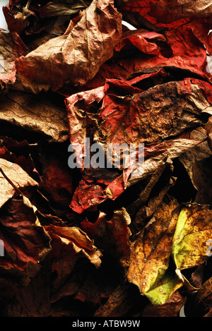 Getrocknete Blätter im Herbst, Nahaufnahme, full-frame Stockfoto