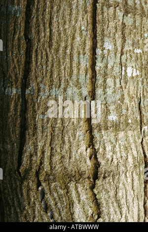 Baumstamm, Nahaufnahme, full-frame Stockfoto