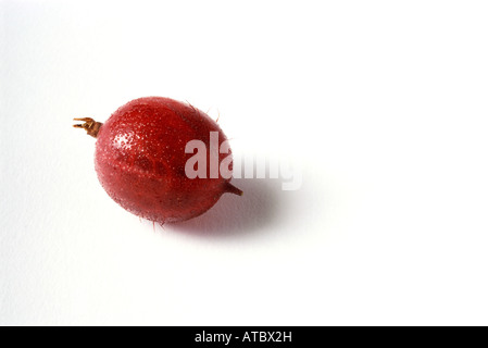 Stachelbeere, close-up Stockfoto