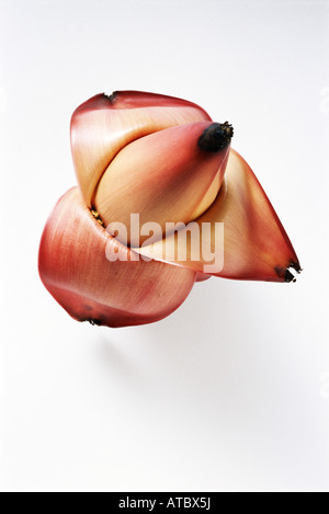 Banane Blume, Nahaufnahme, hoher Winkel Ansicht Stockfoto