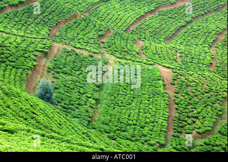 Eine Teeplantage in der Nähe von Nyungwe Nationalpark in Ruanda Zentralafrika Stockfoto