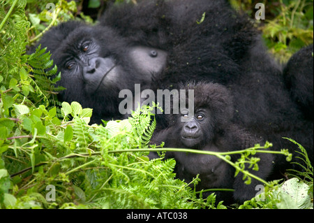 Eine unruhige junge männliche Berggorillas mit seiner Mutter im Volcanoes Nationalpark in Ruanda Zentralafrika Stockfoto