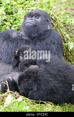 Ein Silberrücken Berggorillas mit seiner Familie im Parc de Volcans in Ruanda Zentralafrika Stockfoto