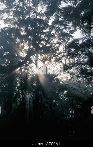 Australien-Queensland Lamington Nationalpark Sonnenstrahlen durch Bäume Stockfoto