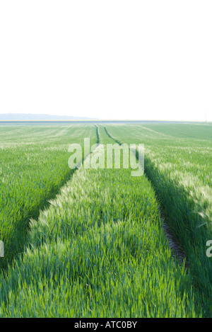 Reifenspuren im Bereich des Grases, Horizont in Ferne Stockfoto