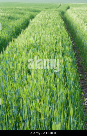 Reifenspuren im Feld Gras Stockfoto