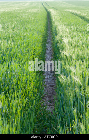 Reifenspuren im Feld Gras Stockfoto