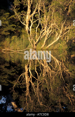 Australien Queensland Cooloola Nationalpark Noosa River Reflexionen der leichte Bäume im Wasser Stockfoto