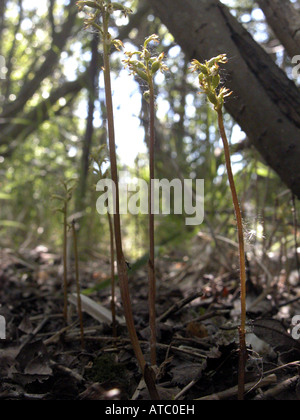 Coralroot Orchidee, frühe Coralroot (Corallorhiza Trifida), blühende Pflanzen im Wald Stockfoto