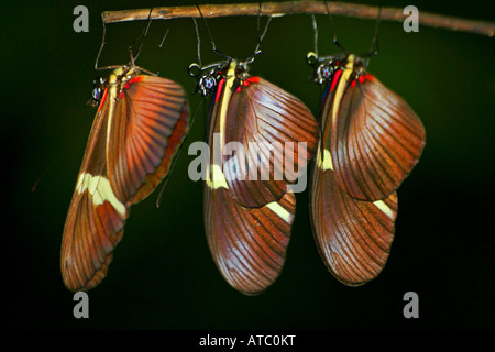 Drei Briefträger Butterflys in Costa Rica Stockfoto