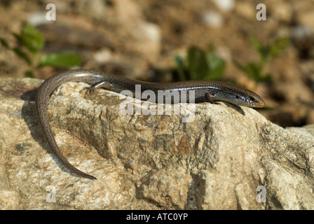 Bedriaga Skink (Chalcides Bedriagai), Sonnen auf einem Stein, Spanien, Andalusien Stockfoto