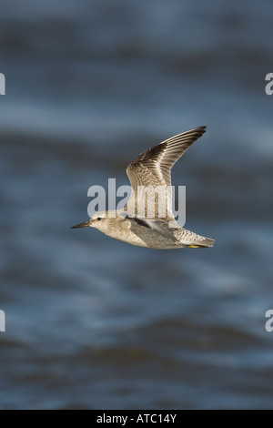 Knoten Calidris Canutus fliegen Stockfoto