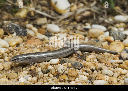 Bedriaga Skink (Chalcides Bedriagai), auf Steinen, Spanien, Andalusien, Donana Nationalpark Stockfoto