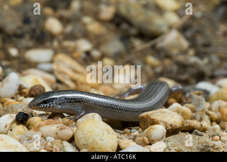 Bedriaga Skink (Chalcides Bedriagai), auf Steinen, Spanien, Andalusien, Donana Nationalpark Stockfoto