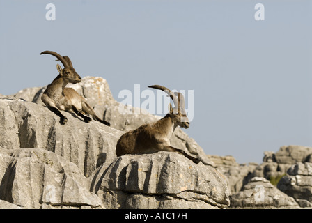 Iberische Steinbock, spanischer Steinbock (Capra Pyrenaica), zwei Individuen, die ruhen auf Felsen in der Sonne, Spanien, Andalusien, Biotope Stockfoto