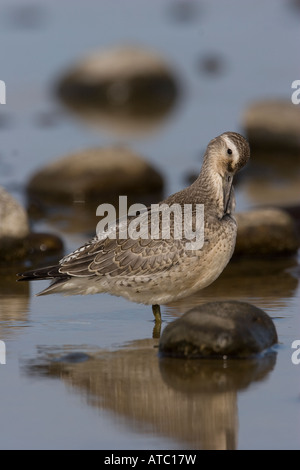 Knoten, Calidris Canutus putzen Stockfoto