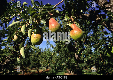 Reife Bartlett Birnen am Baum im Obstgarten Hood River Valley Oregon Stockfoto