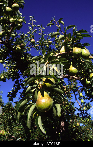 Reife Bartlett Birnen am Baum im Obstgarten Hood River Valley Oregon Stockfoto